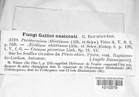 Peridermium abietinum image